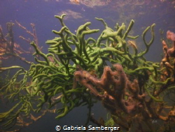 Cristatella mucedo and green Spongilla lancustris by Gabriela Samberger 